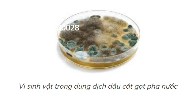 su-co-dau-cat-got-kim-loai-pha-nuoc